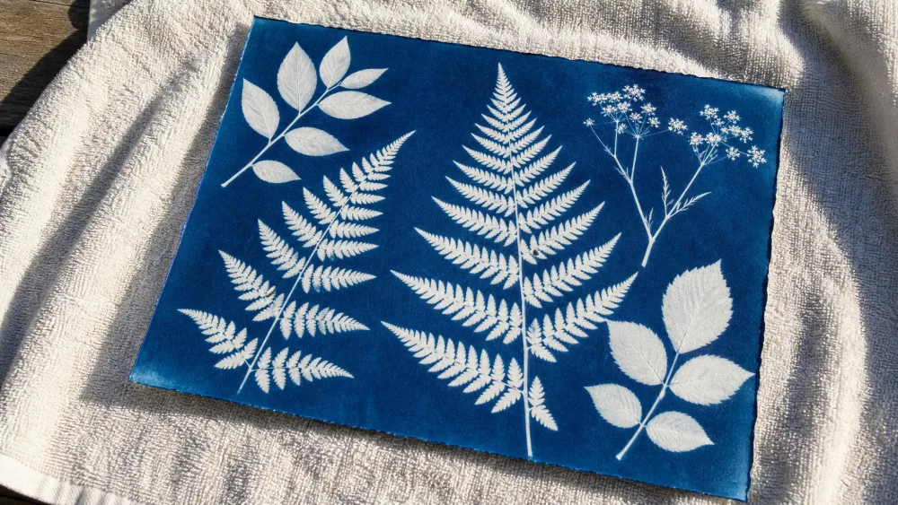A finished blue cyanotype sun print drying on a towel, showing crisp white silhouettes of ferns and leaves against deep blue paper.