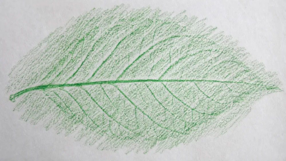 A crayon rubbing revealing the veins of a leaf placed under white paper.