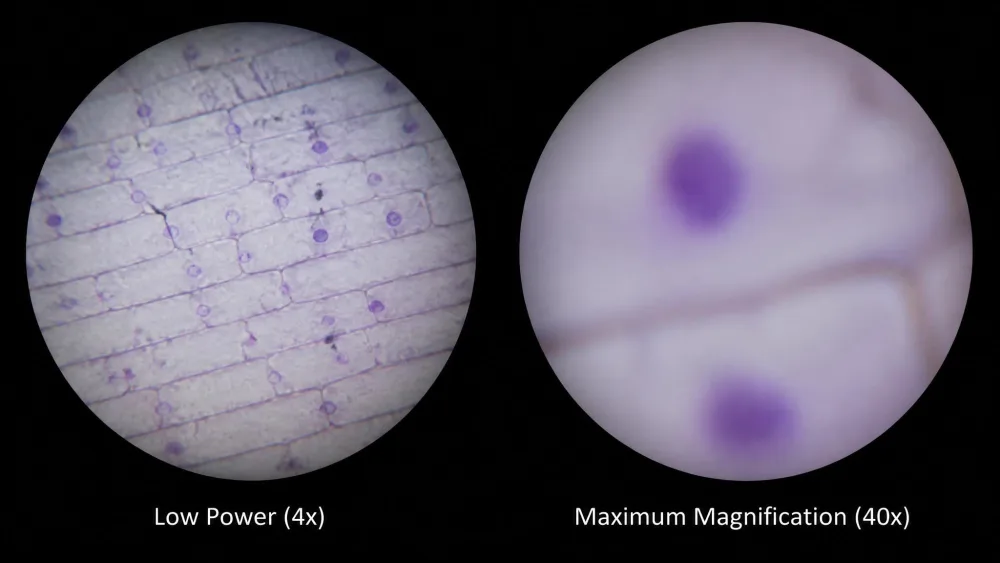 Two photographs down a microscope eyepiece of the same onion skin slide, one sharp at low power and one blurred at maximum magnification.